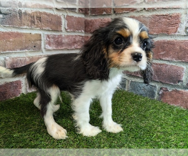 Medium Photo #9 Cavalier King Charles Spaniel Puppy For Sale in MOBERLY, MO, USA