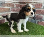 Small #8 Cavalier King Charles Spaniel
