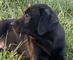Small Photo #12 Labrador Retriever Puppy For Sale in SPOTSYLVANIA, VA, USA