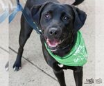 Small #1 Labrador Retriever-Retriever  Mix