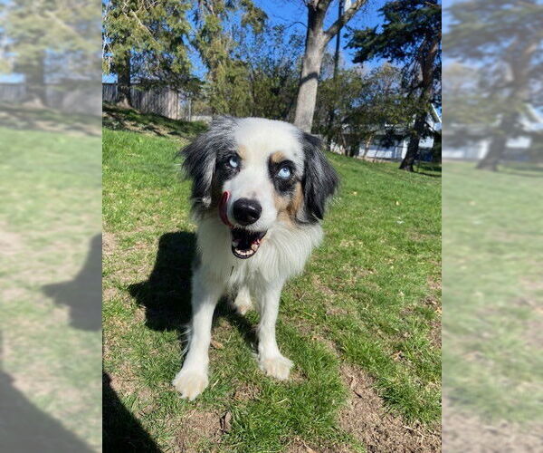 Medium Photo #5 Australian Shepherd Puppy For Sale in St. Louis Park, MN, USA
