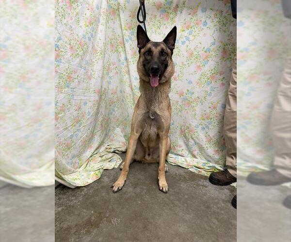 Medium Photo #1 Mutt Puppy For Sale in Rosenberg, TX, USA