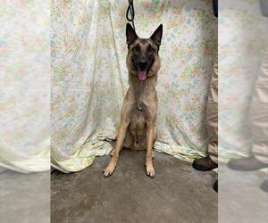 Mutt Dogs for adoption in Rosenberg, TX, USA