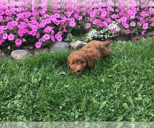 Medium Photo #3 Goldendoodle-Poodle (Miniature) Mix Puppy For Sale in CURTISS, WI, USA