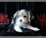 Small #4 Morkie