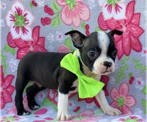 Boston Terrier Puppy for sale in LANCASTER, PA, USA