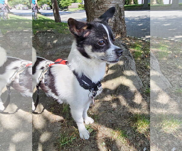 Medium Photo #1 Chihuahua-Unknown Mix Puppy For Sale in Wakefield, RI, USA