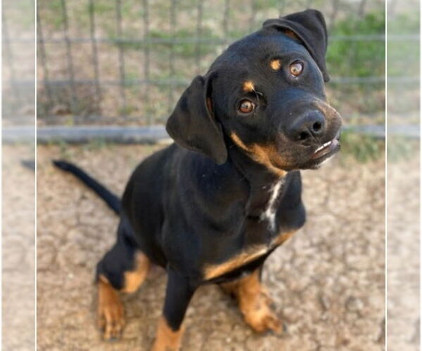 Medium Photo #2 Rottweiler-Unknown Mix Puppy For Sale in Canton, CT, USA
