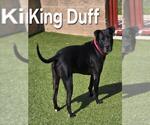 Small #3 American Pit Bull Terrier
