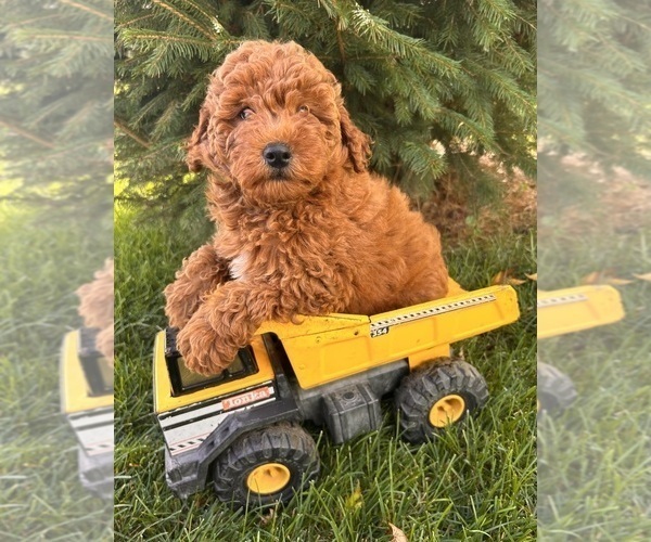 Medium Photo #1 Goldendoodle (Miniature) Puppy For Sale in MIDDLEBURY, IN, USA