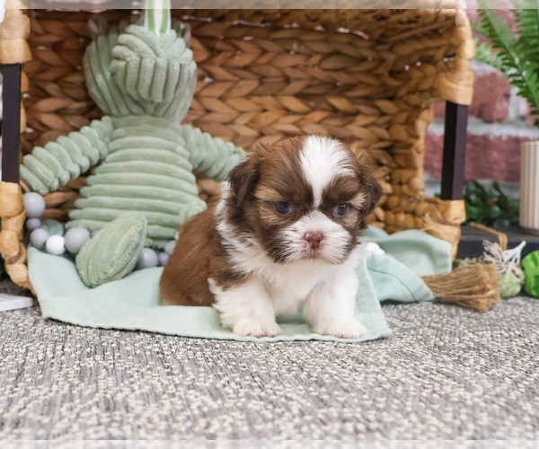 Medium Photo #21 Shih Tzu Puppy For Sale in SYRACUSE, IN, USA