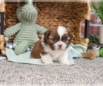 Small #20 Shih Tzu