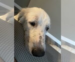 Small #5 Great Pyrenees