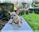 Small Photo #145 French Bulldog Puppy For Sale in HAYWARD, CA, USA