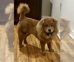 Small Photo #10 Chow Chow Puppy For Sale in Valrico, FL, USA