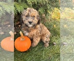 Small #1 Mini Whoodle (Wheaten Terrier/Miniature Poodle)