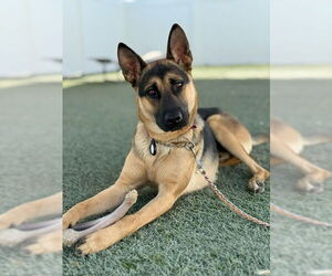 Mutt Dogs for adoption in Marina Del Rey, CA, USA