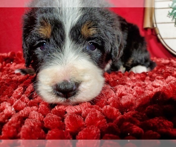 Full screen Photo #7 Bernedoodle Puppy For Sale in COLORADO SPRINGS, CO, USA