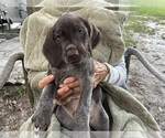Small Photo #24 German Shorthaired Pointer-German Wirehaired Pointer Mix Puppy For Sale in DEFUNIAK SPRINGS, FL, USA