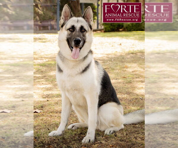 Medium Photo #6 German Shepherd Dog-Huskies  Mix Puppy For Sale in Marina del Rey, CA, USA