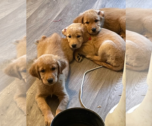 Golden Retriever Puppy for sale in YUMA, AZ, USA