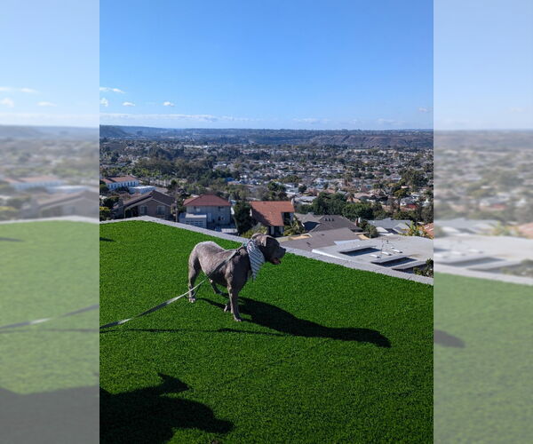 Medium Photo #6 American Pit Bull Terrier-Staffordshire Bull Terrier Mix Puppy For Sale in San Diego, CA, USA