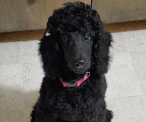 Poodle (Standard) Puppy for sale in YORK, NE, USA