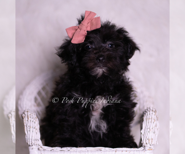Medium Photo #5 Morkie Puppy For Sale in WARSAW, IN, USA