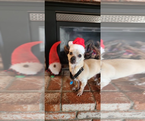 Medium Photo #5 Chihuahua-Unknown Mix Puppy For Sale in San Francisco, CA, USA