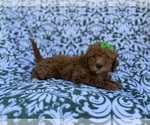 Small #7 Cavapoo (Miniature)