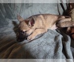 Small #3 Australian Shepherd-German Shepherd Dog Mix