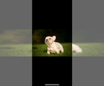Small #6 French Bulldog