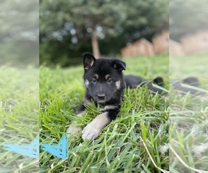 Alaskan Malamute-Belgian Malinois Mix Puppy for sale in KANSAS CITY, MO, USA