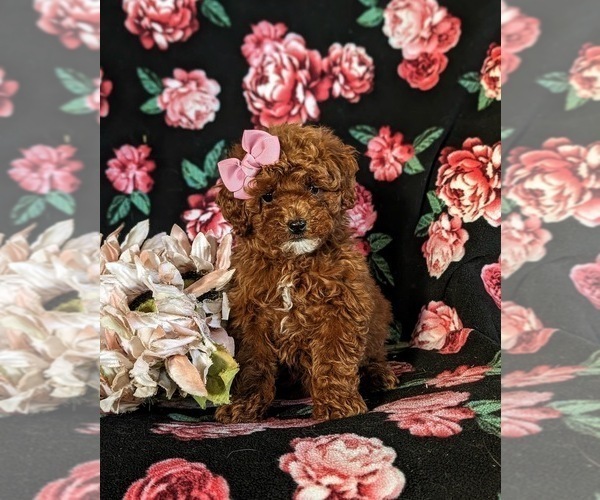 Medium Photo #2 Poodle (Miniature) Puppy For Sale in NOTTINGHAM, PA, USA