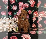 Small Photo #2 Poodle (Miniature) Puppy For Sale in NOTTINGHAM, PA, USA