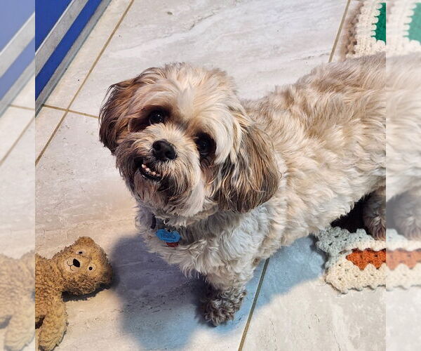 Medium Photo #3 Lhasa Apso Puppy For Sale in Walnutport, PA, USA