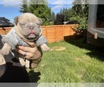 Small #11 French Bulldog