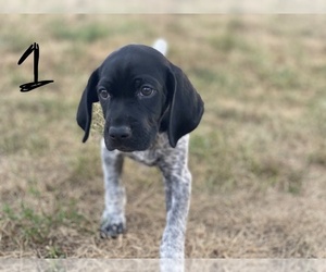 German Shorthaired Pointer Puppy for sale in LEWISBURG, PA, USA