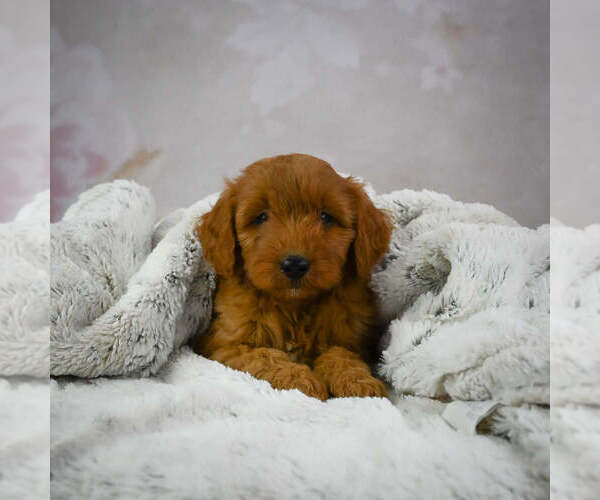 Medium Photo #5 Goldendoodle (Miniature) Puppy For Sale in ITASCA, TX, USA