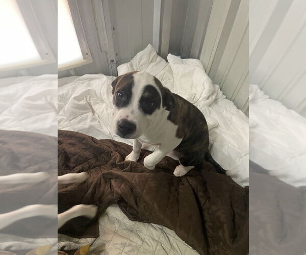 Medium Photo #3 Mutt Puppy For Sale in Foristell, MO, USA