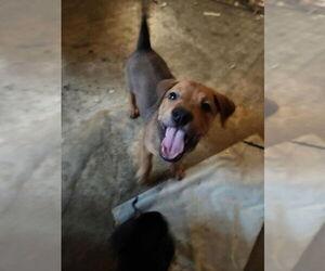 Mutt Dogs for adoption in Candler, NC, USA