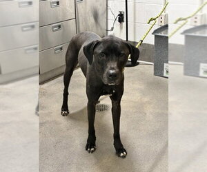 Labrador Retriever-Unknown Mix Dogs for adoption in Forestville, MD, USA