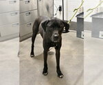 Small Labrador Retriever Mix
