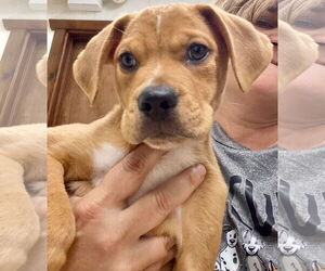 Catahoula Leopard Dog-Labrador Retriever Mix Dogs for adoption in GILBERTS, IL, USA