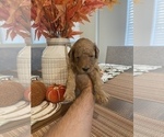 Small Photo #6 Goldendoodle Puppy For Sale in NORTH LAS VEGAS, NV, USA