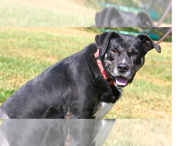 Medium Photo #2 Labrador Retriever-Unknown Mix Puppy For Sale in Linton, IN, USA