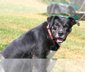Boomie - Male Labrador Retriever-Unknown Mix Dog for Adoption - Photo #2