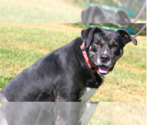 Small Photo #2 Labrador Retriever-Unknown Mix Puppy For Sale in Linton, IN, USA