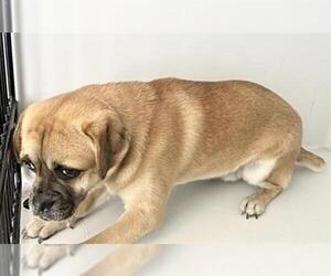 Pug-Unknown Mix Dogs for adoption in Houston, TX, USA