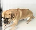 Small Pug Mix